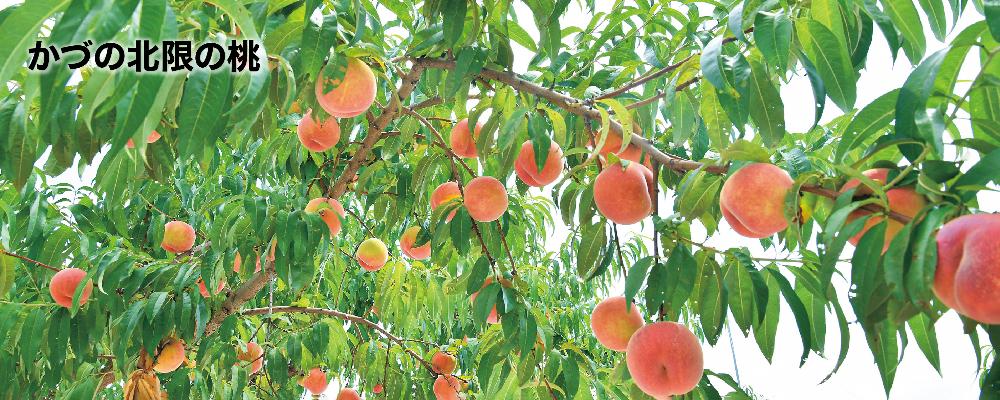 木にたくさん実る北限の桃