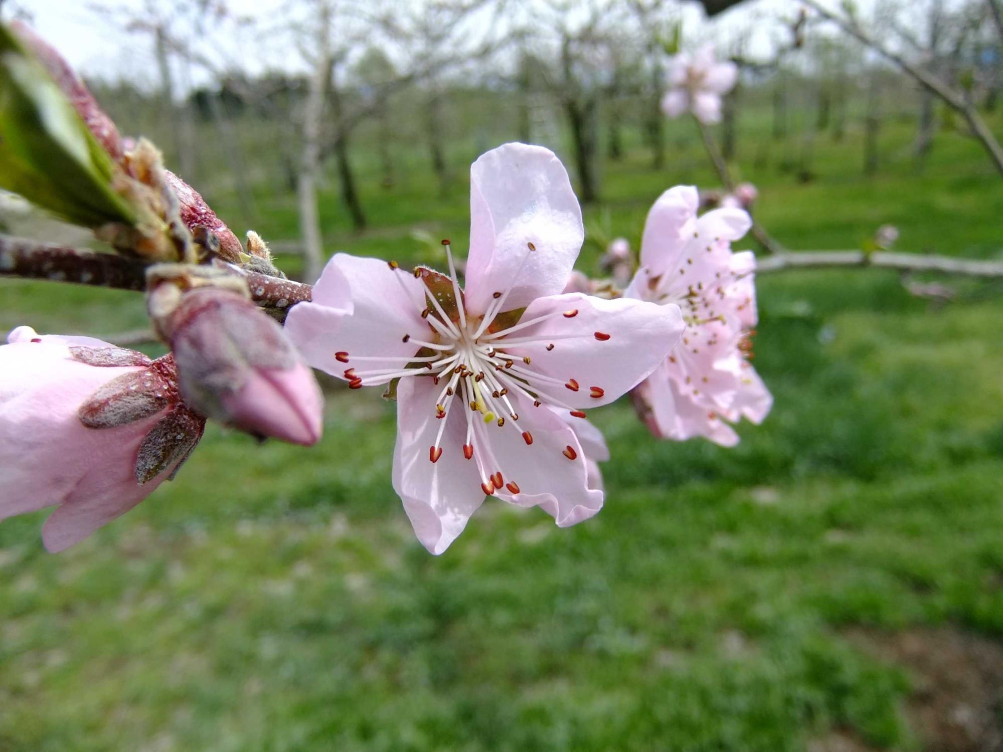 桃の花のアップの写真