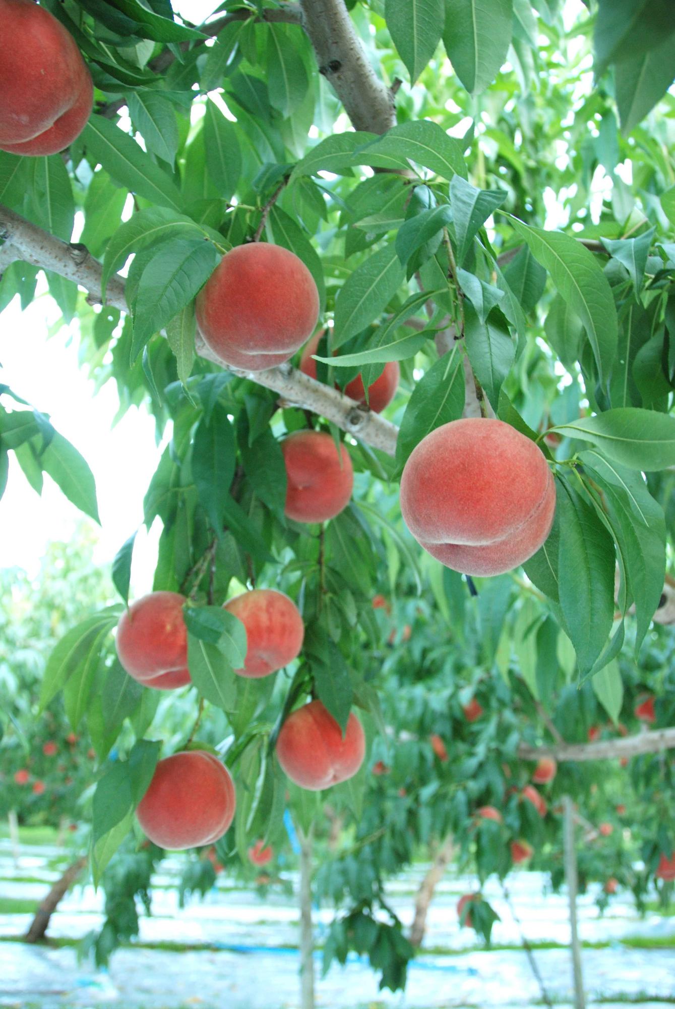 たくさんの赤く色づいた桃が木に実っている写真